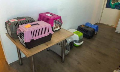 Sterilizacija mačaka