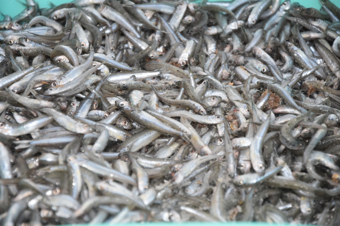 Pomidorina-8